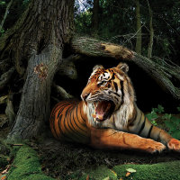 Укротитель тигров. Фотофон на Год тигра