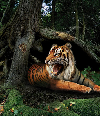 Укротитель тигров. Фотофон на Год тигра 