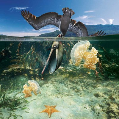 Особенности национальной рыбалки Макет 3D картины "Особенности национальной рыбалки. Пеликан" для печати баннера на пол и стену